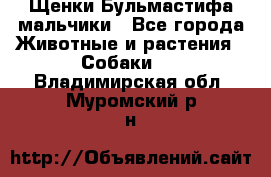 Щенки Бульмастифа мальчики - Все города Животные и растения » Собаки   . Владимирская обл.,Муромский р-н